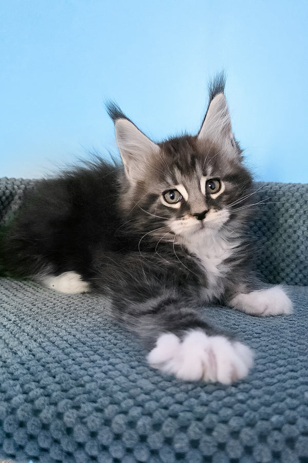 Paul | Maine Coon Kitten