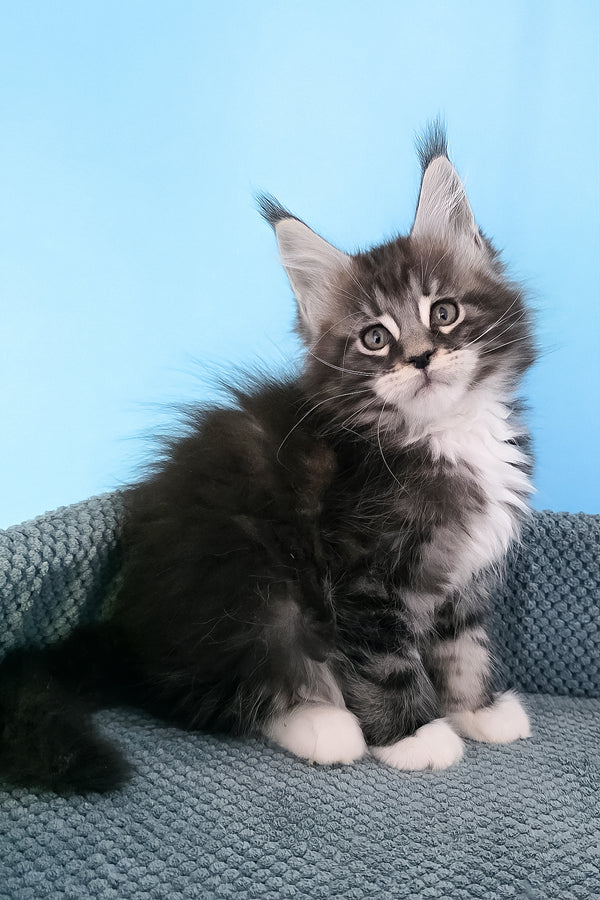Paul | Maine Coon Kitten