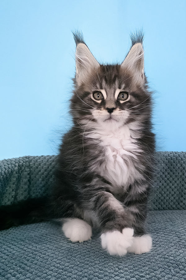 Paul | Maine Coon Kitten