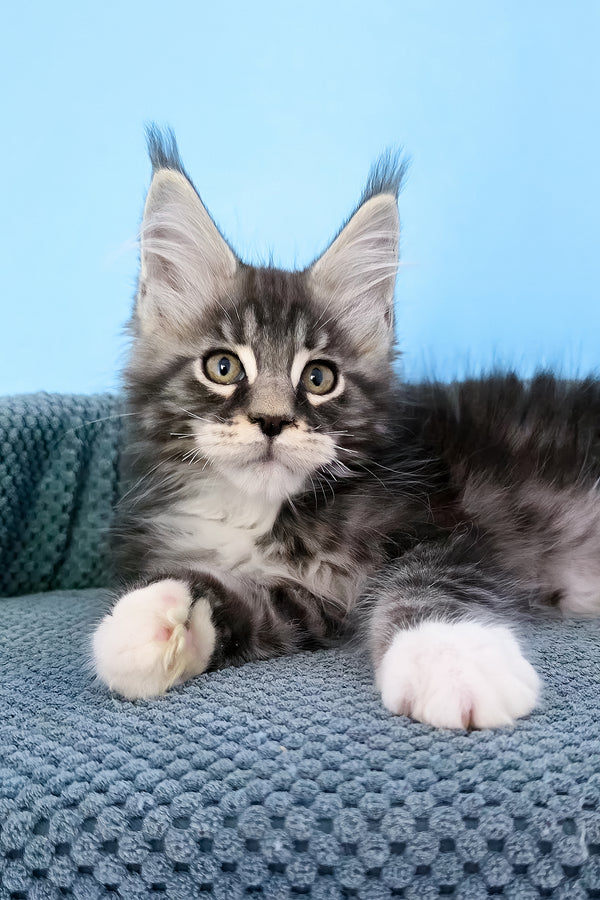 Paul | Maine Coon Kitten
