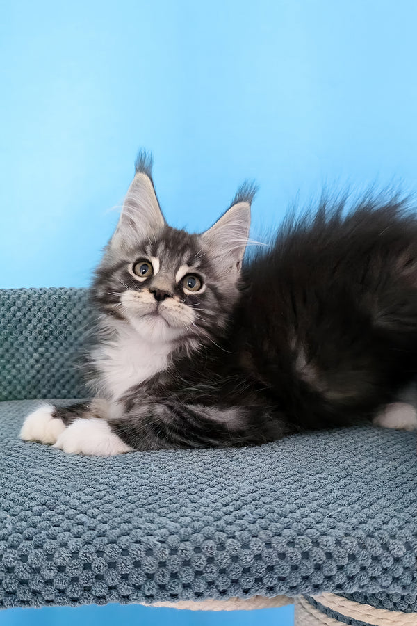 Paul | Maine Coon Kitten