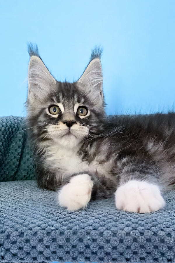 Paul | Maine Coon Kitten