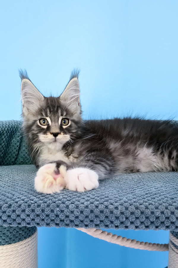 Paul | Maine Coon Kitten