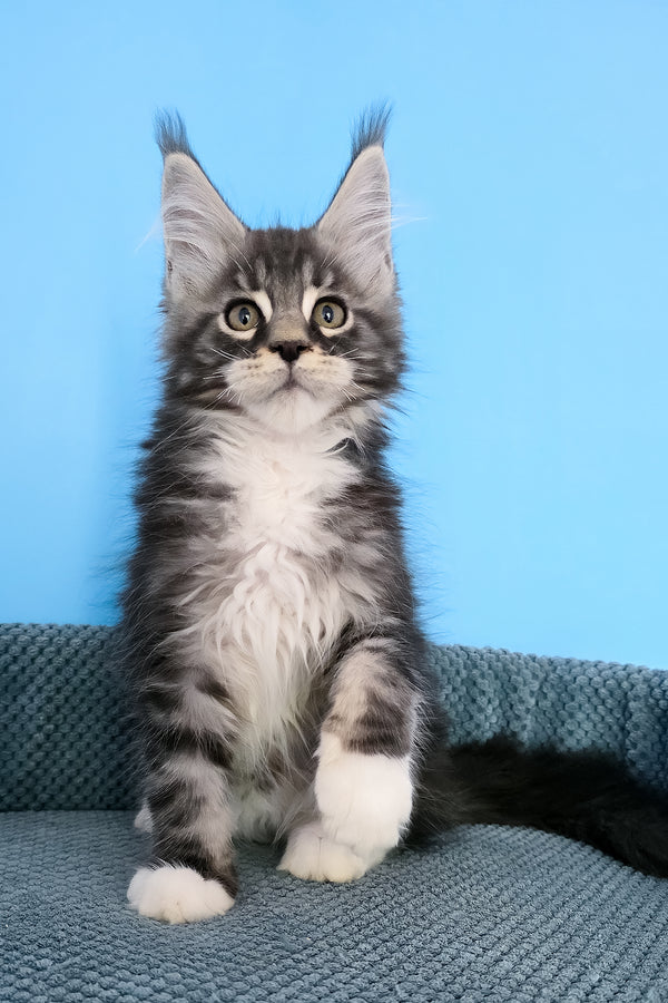 Paul | Maine Coon Kitten
