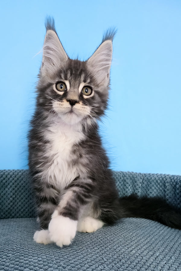 Paul | Maine Coon Kitten