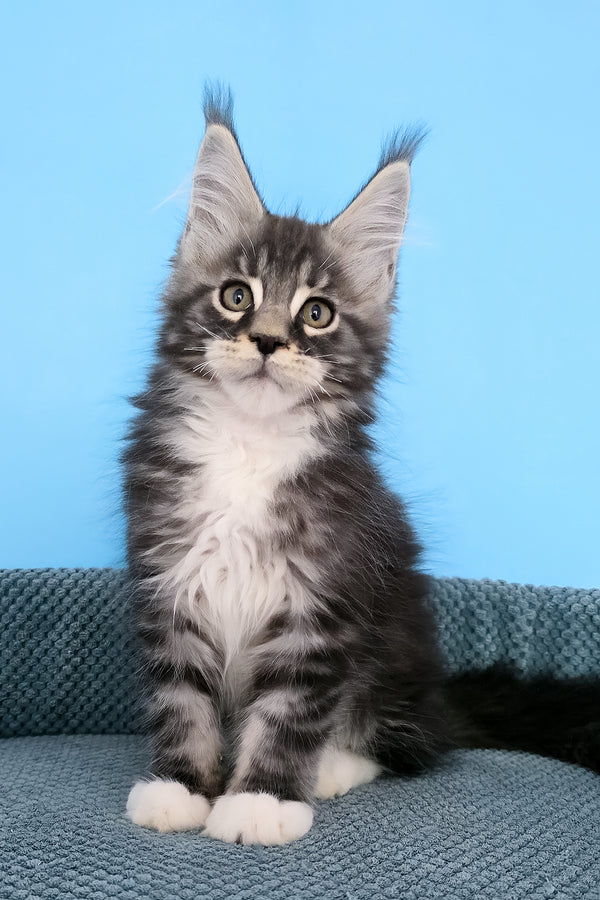 Paul | Maine Coon Kitten
