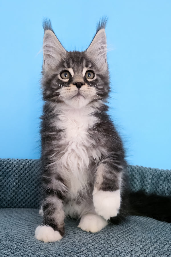 Paul | Maine Coon Kitten