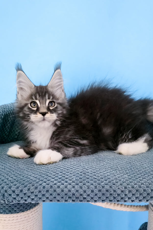 Paul | Maine Coon Kitten
