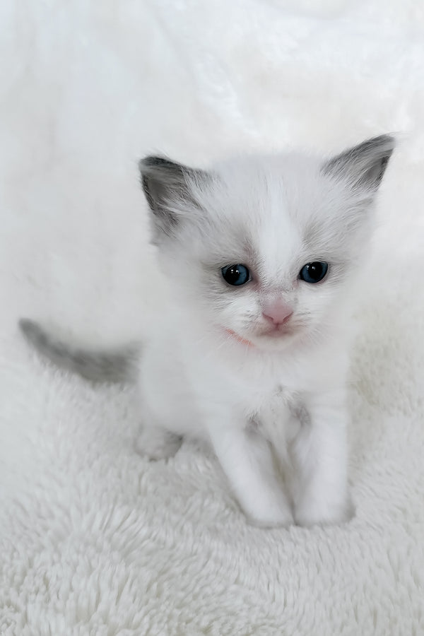 Peach | Ragdoll Kitten