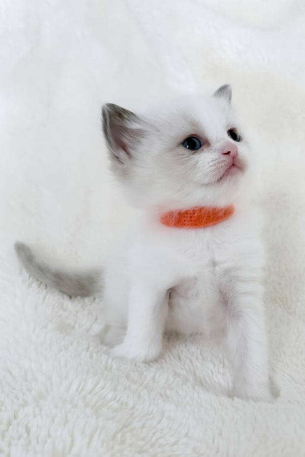 Peach | Ragdoll Kitten