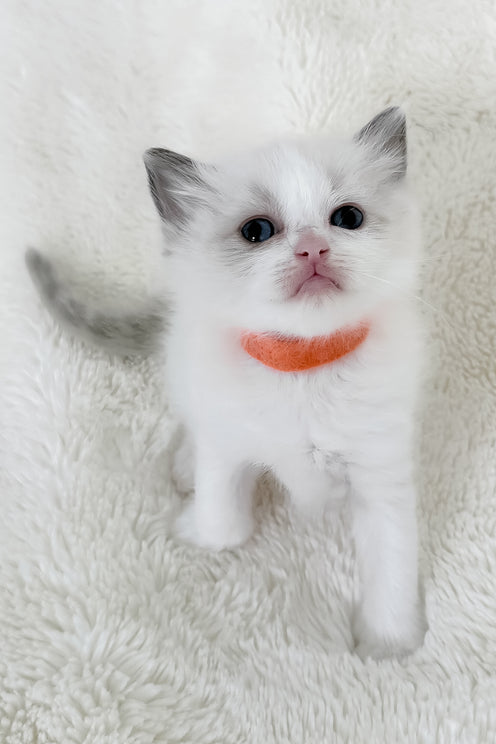 Peach | Ragdoll Kitten