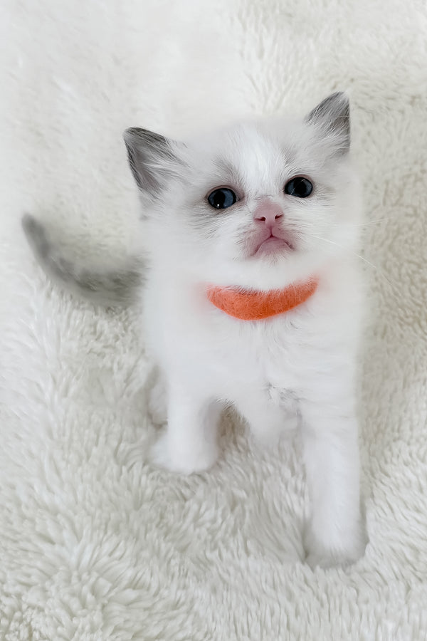 Peach | Ragdoll Kitten