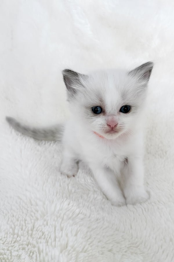 Peach | Ragdoll Kitten
