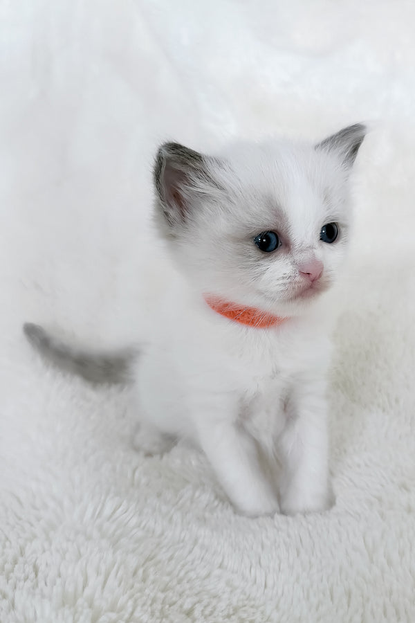 Peach | Ragdoll Kitten