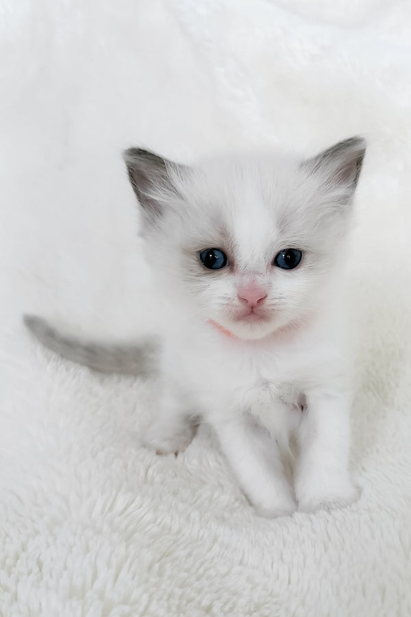 Peach | Ragdoll Kitten