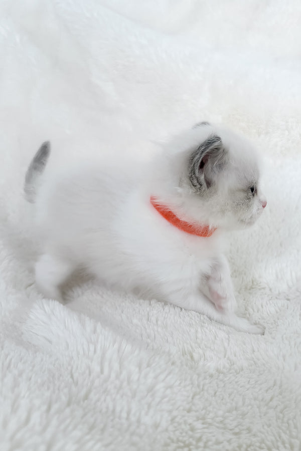 Peach | Ragdoll Kitten