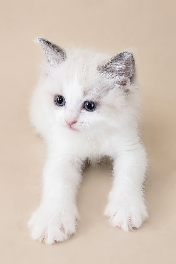 Peach | Ragdoll Kitten
