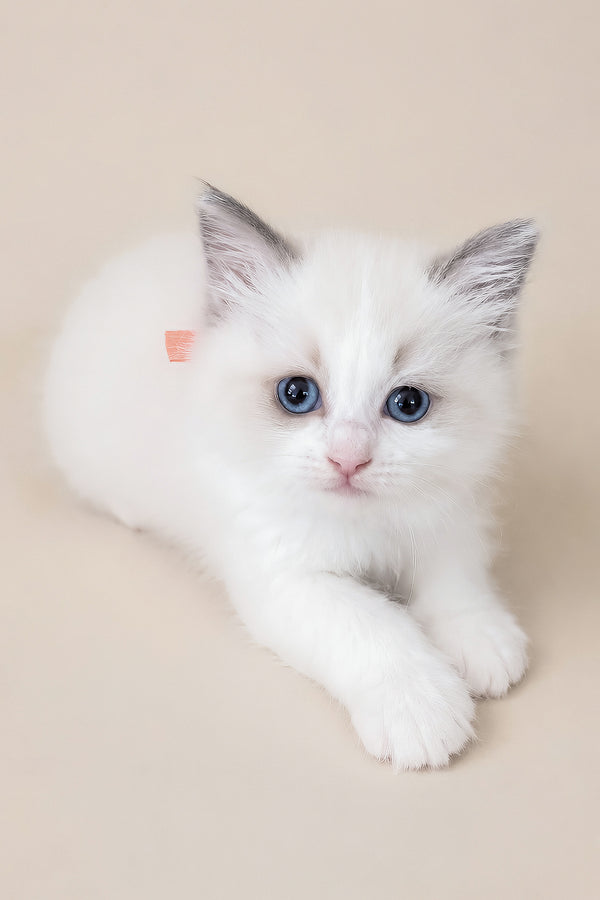 Peach | Ragdoll Kitten