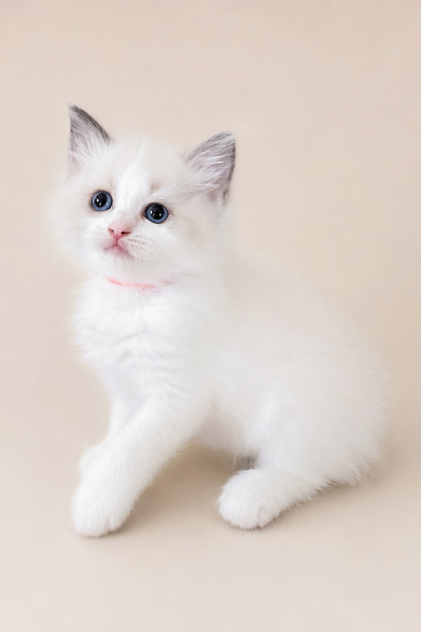 Peach | Ragdoll Kitten