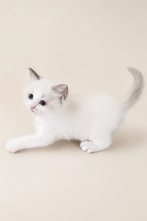 Peach | Ragdoll Kitten