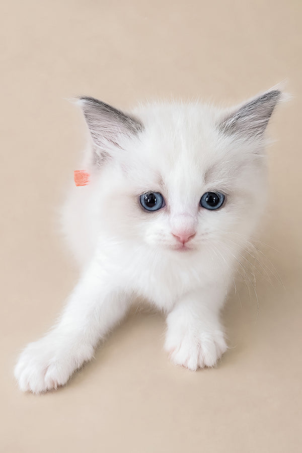 Peach | Ragdoll Kitten