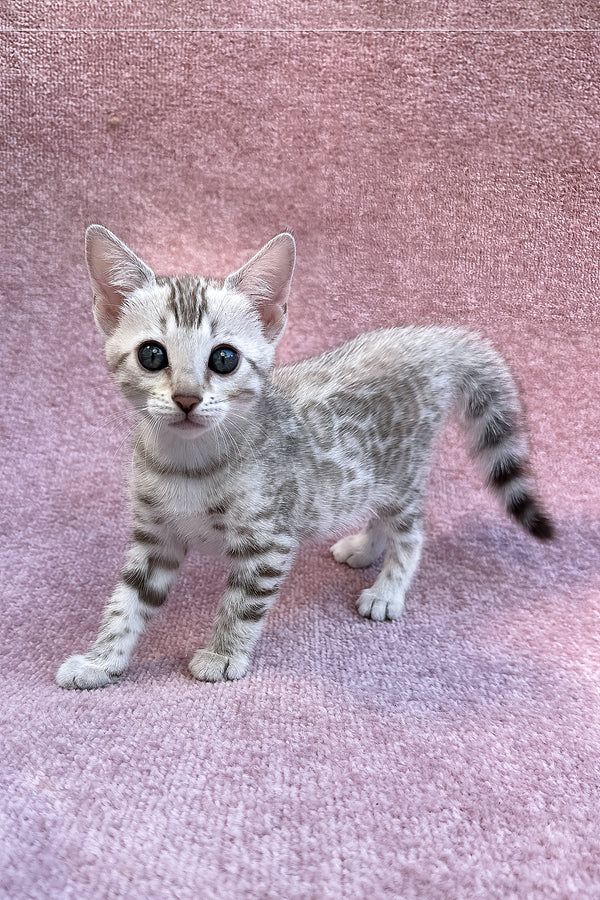 Pearl | Bengal Kitten