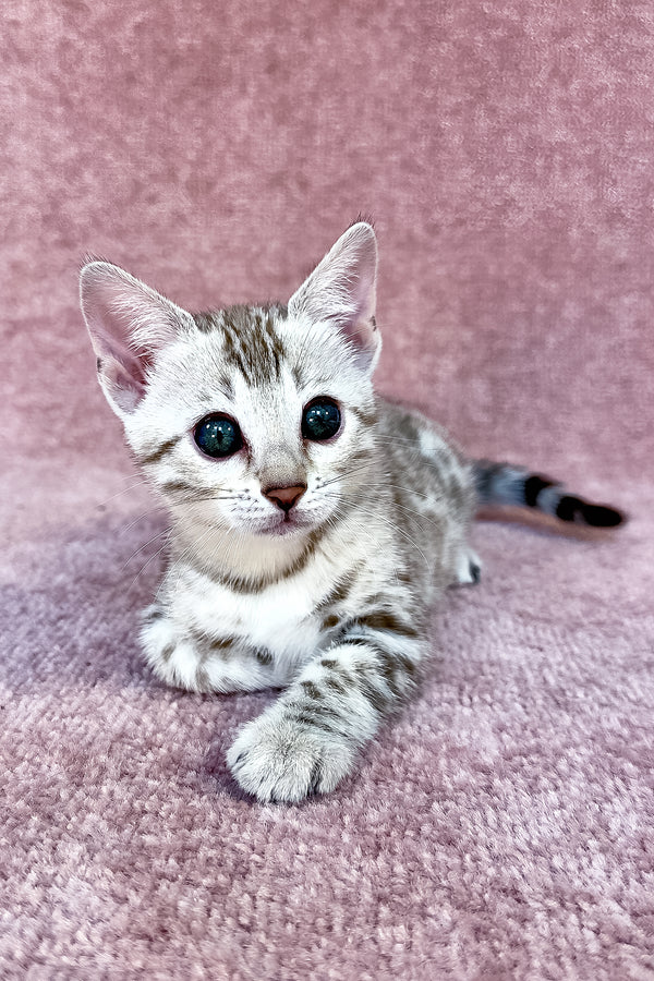 Pearl | Bengal Kitten