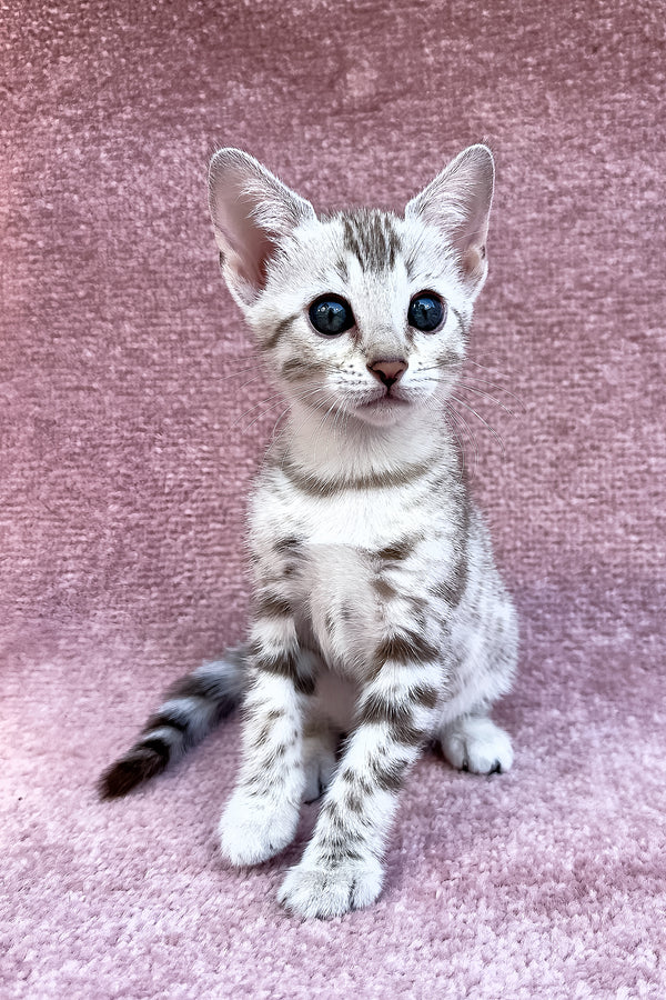 Pearl | Bengal Kitten
