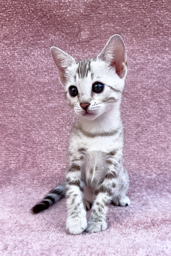 Pearl | Bengal Kitten