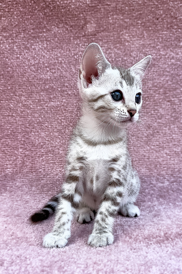 Pearl | Bengal Kitten