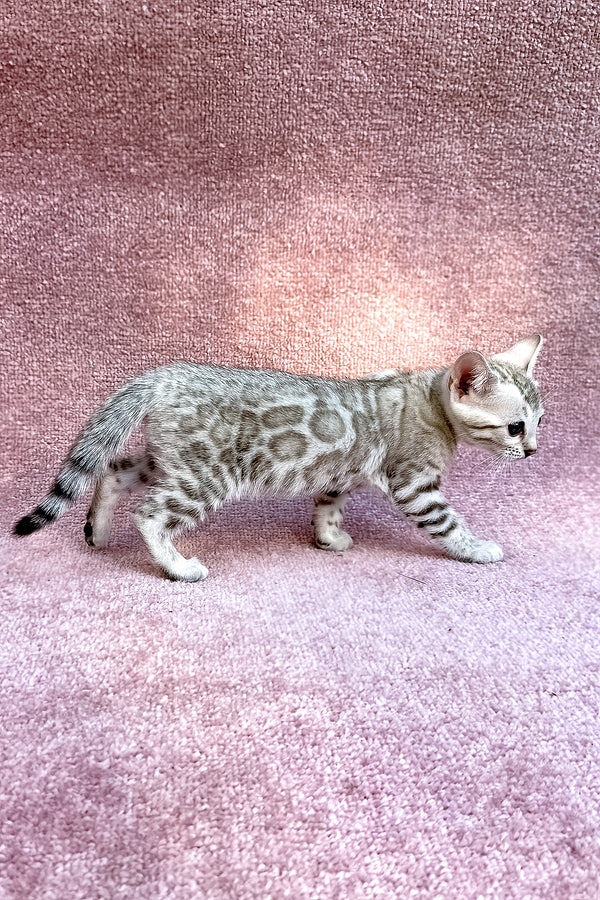 Pearl | Bengal Kitten