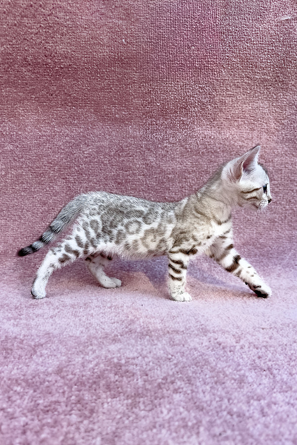 Pearl | Bengal Kitten