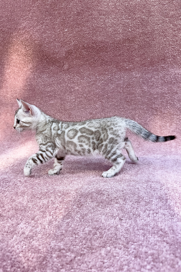 Pearl | Bengal Kitten