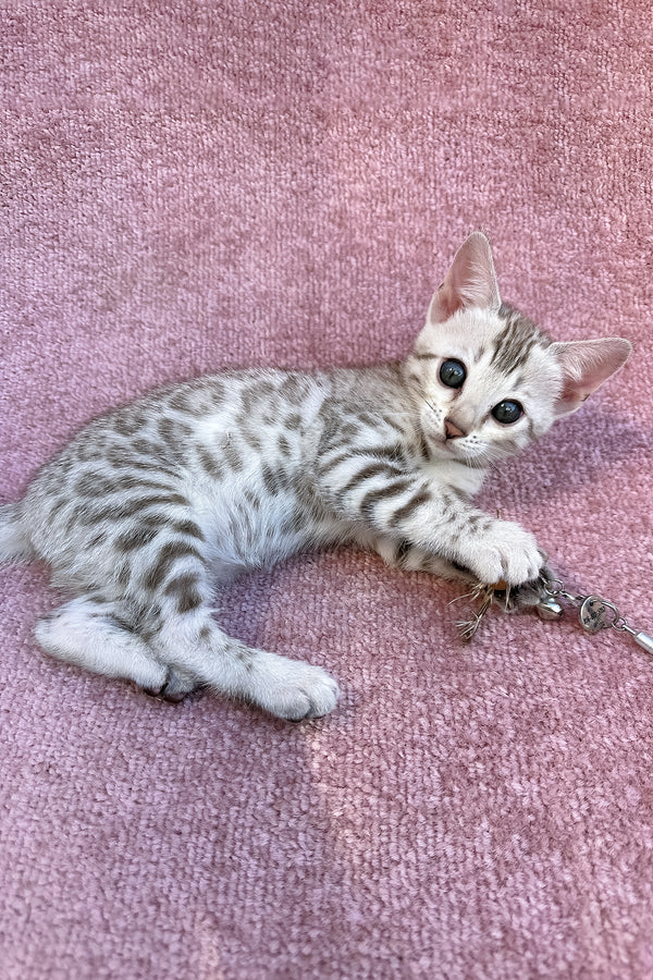 Pearl | Bengal Kitten