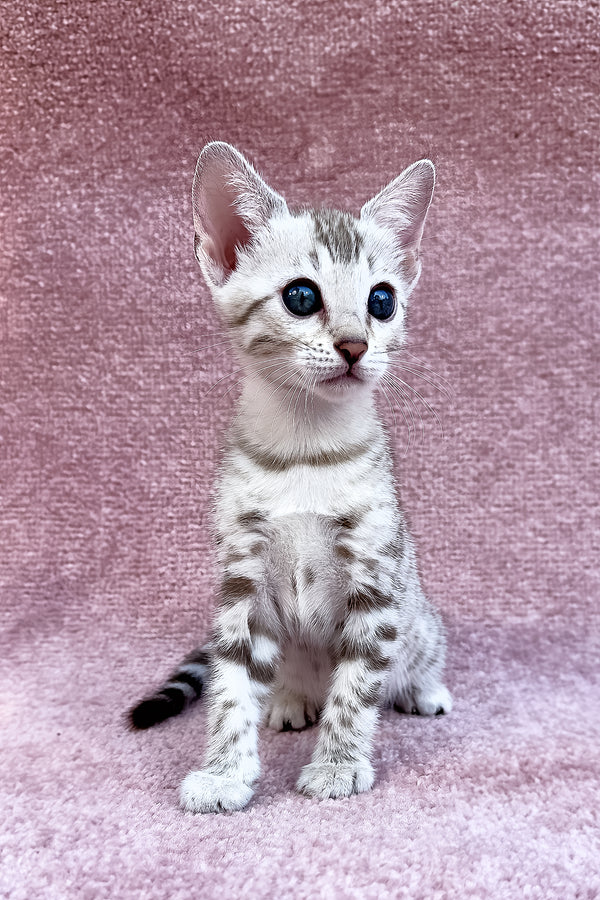 Pearl | Bengal Kitten