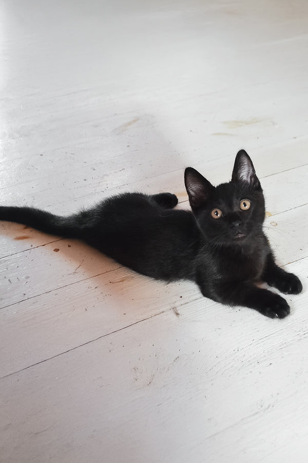 Pedro | Munchkin Kitten