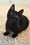 Pedro | Munchkin Kitten