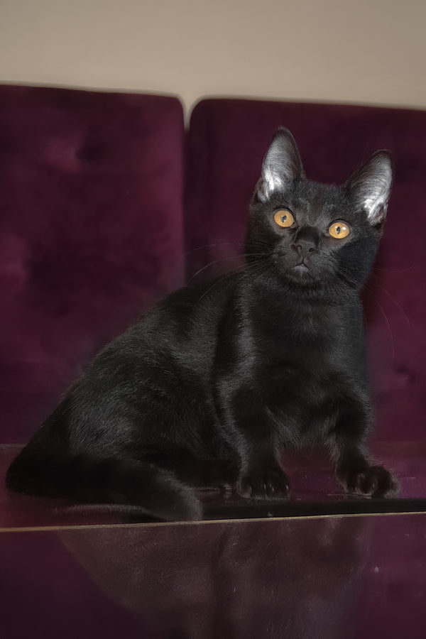 Pedro | Munchkin Kitten