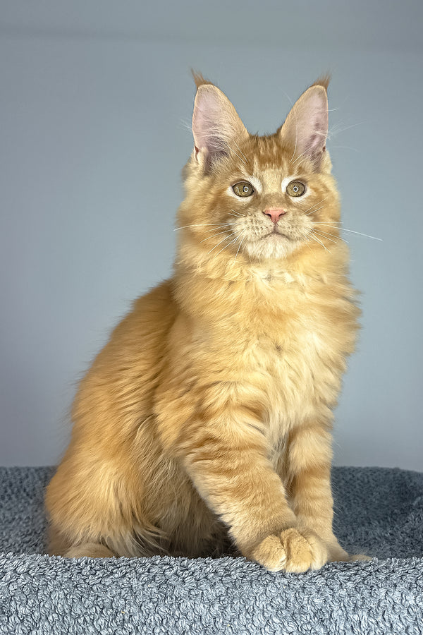 Pedro | Maine Coon Kitten