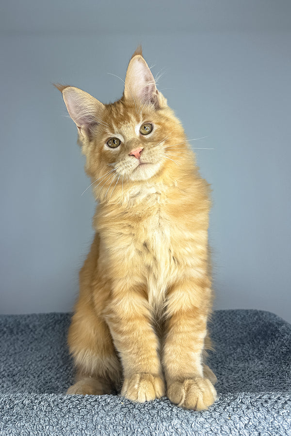 Pedro | Maine Coon Kitten