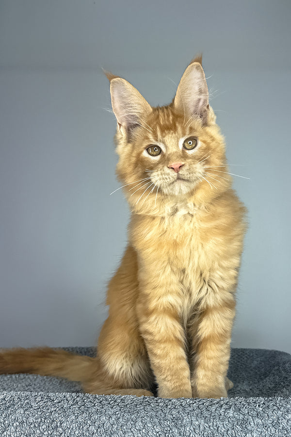 Pedro | Maine Coon Kitten
