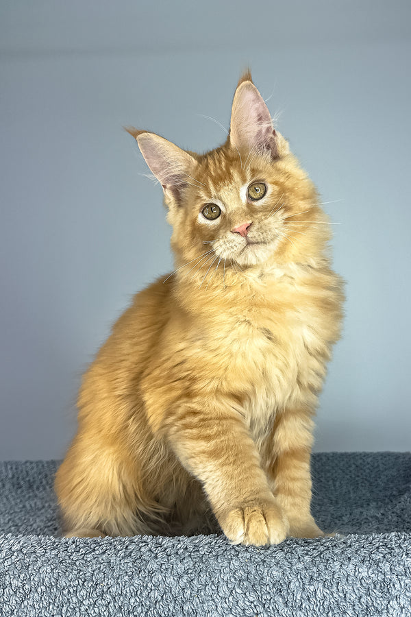 Pedro | Maine Coon Kitten
