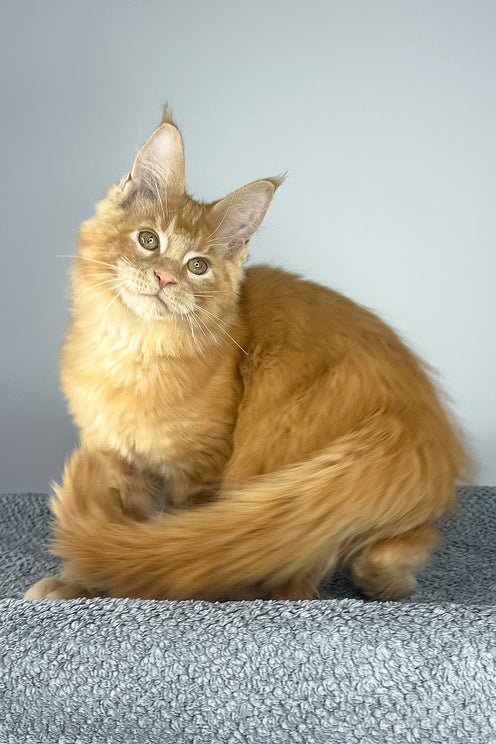 Pedro | Maine Coon Kitten
