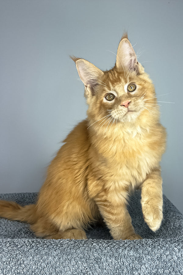 Pedro | Maine Coon Kitten