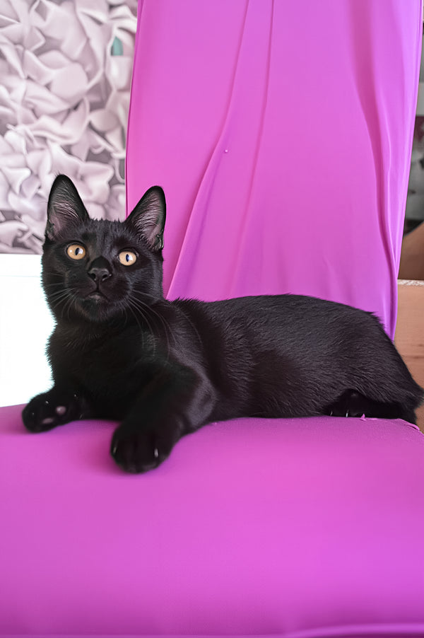 Pedro | Munchkin Kitten