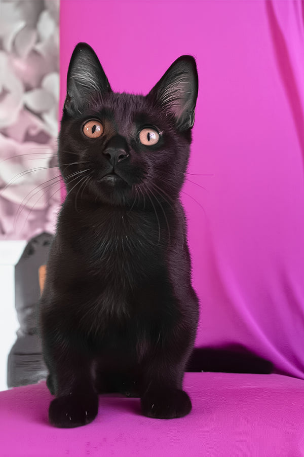 Pedro | Munchkin Kitten