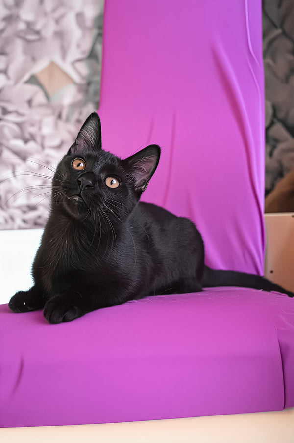 Pedro | Munchkin Kitten