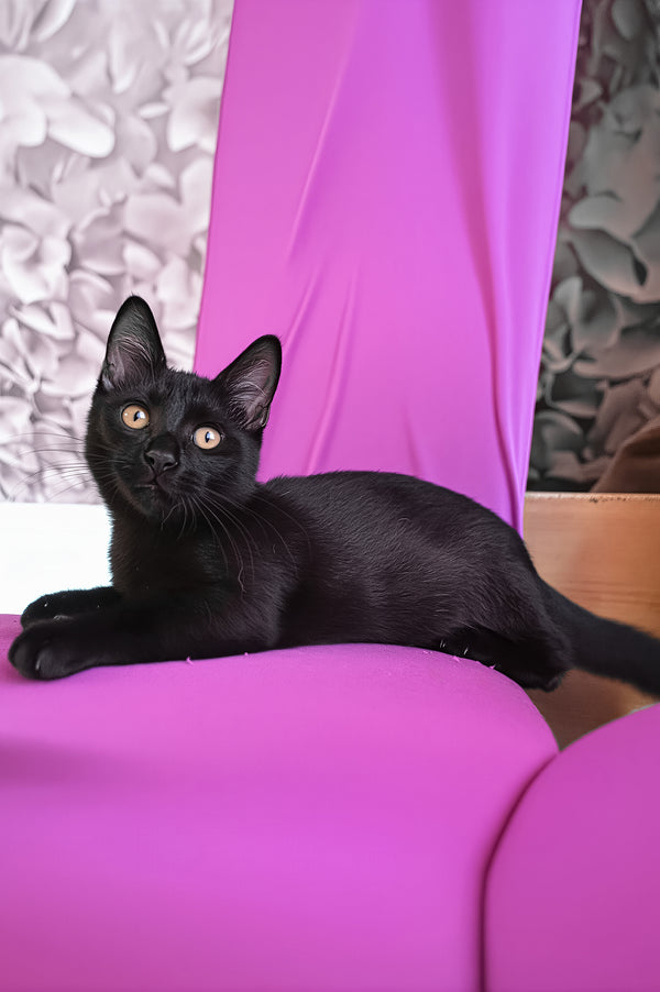 Pedro | Munchkin Kitten