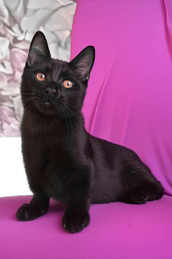 Pedro | Munchkin Kitten