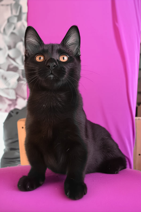 Pedro | Munchkin Kitten